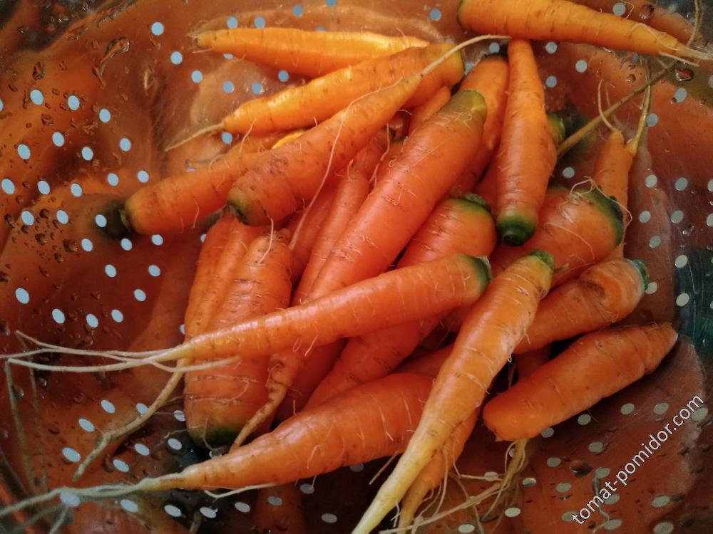 молодая морковка
