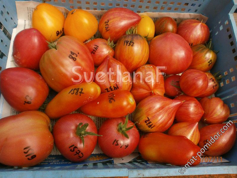 томаты 11-07-18