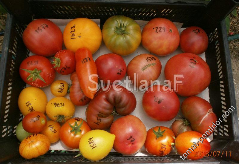 томаты 11-07-18
