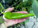 thumb_20504-110718071500.jpeg