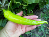 thumb_20504-110718105736.jpeg
