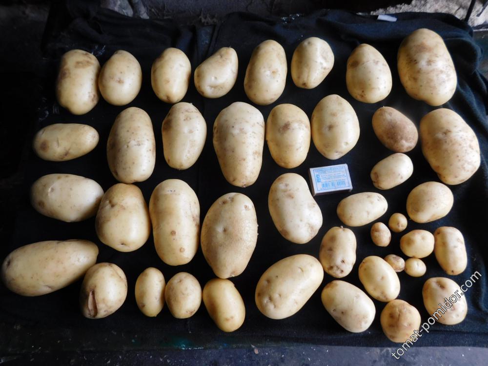 Выкопали два куста картофеля