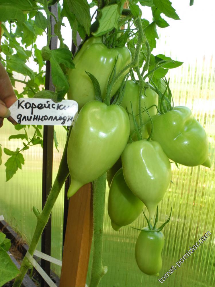 Корейский длинноплодный
