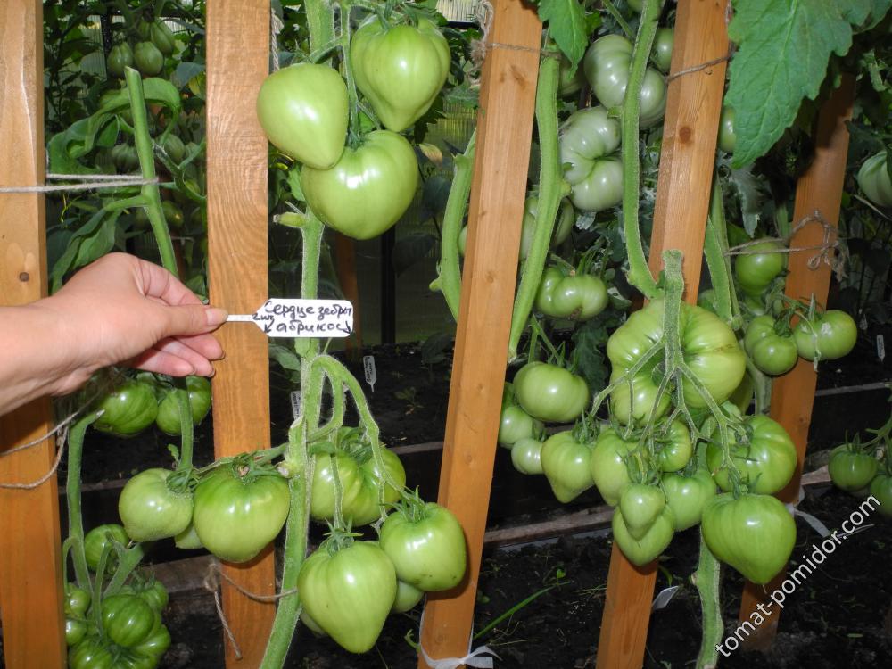 Сердце зебры абрикос, Франция (Cœur de Zèbre), ( Heart of Zebre Apricot )