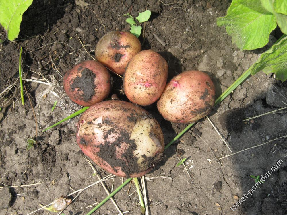 Картофель "Шевячек" первый урожай