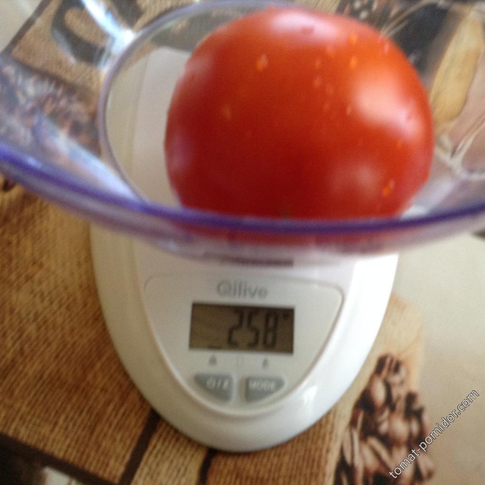 Первый  томат из ОГ- Яблочный Липецкий