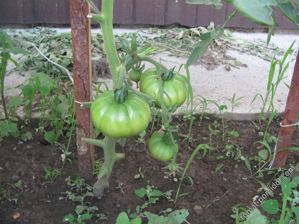 Marmande guarenteno