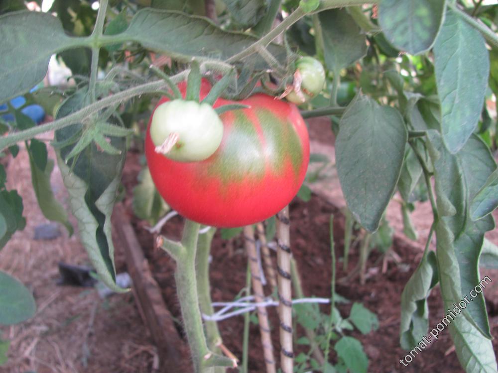 Липецкий розовый,от Кулика