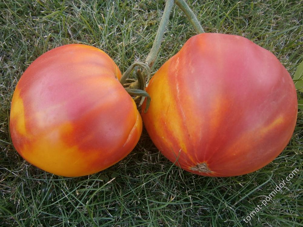 Золотые горы медео томат описание сорта