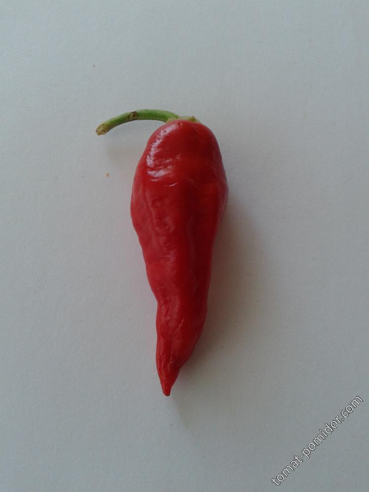 Clavo Red pepper