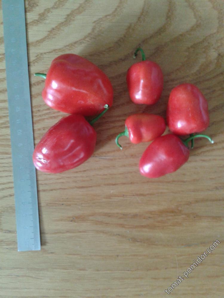 Rocoto giant red и rocoto Peron