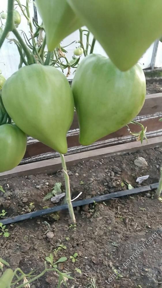 Польский розовый. Носики.