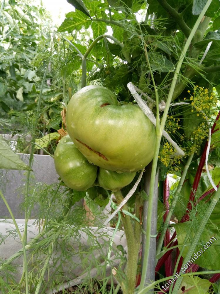 Гном Кузнечик ОГ 19.07.2018