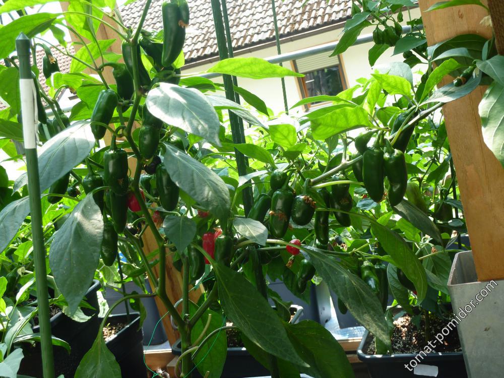 Jalapeno Early