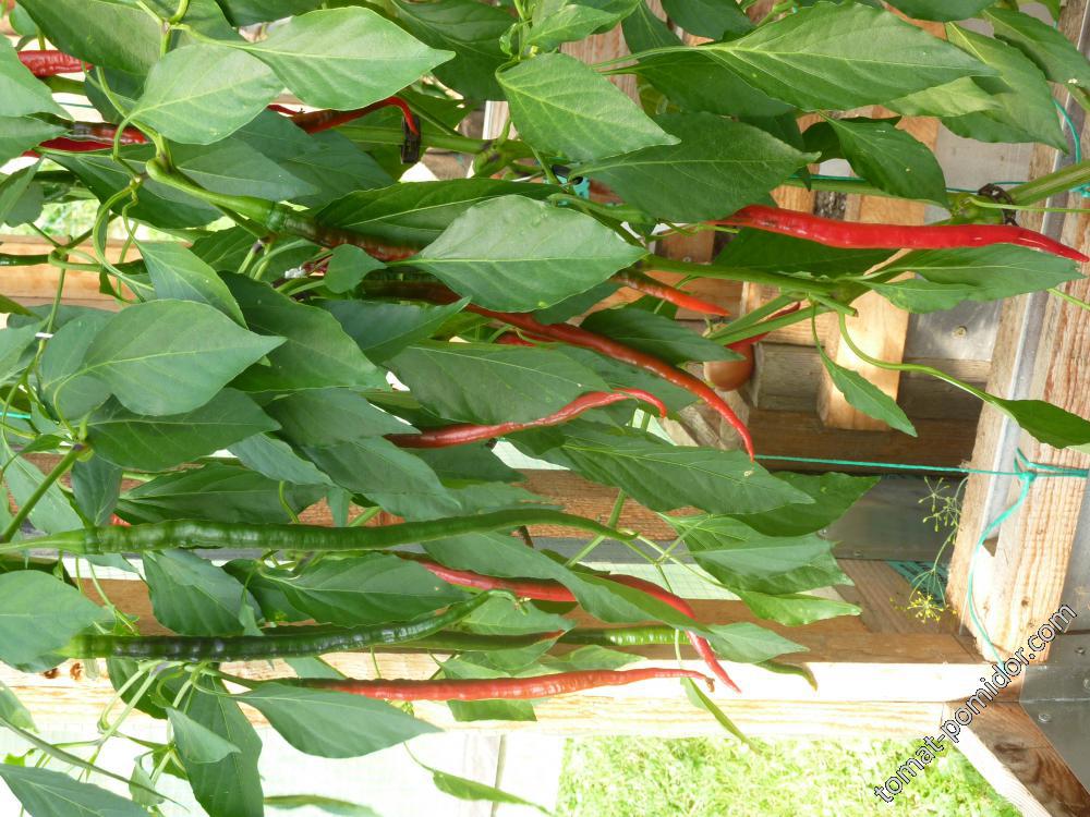 Joe's long Cayenne