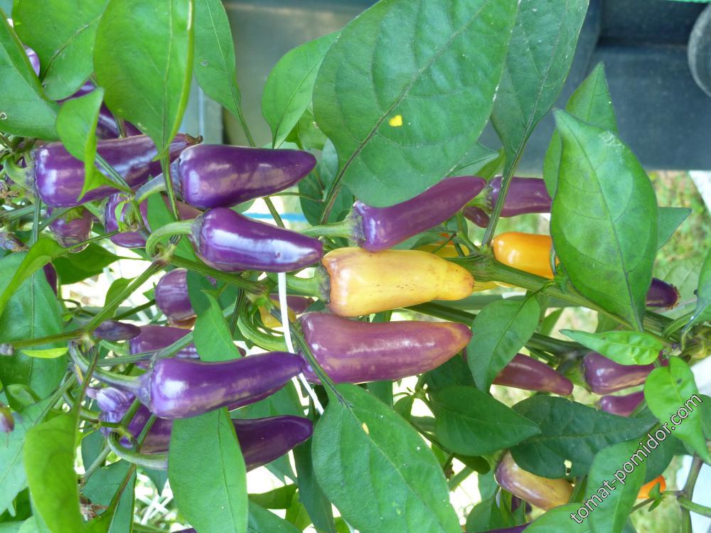 Jalapeno Multicolor