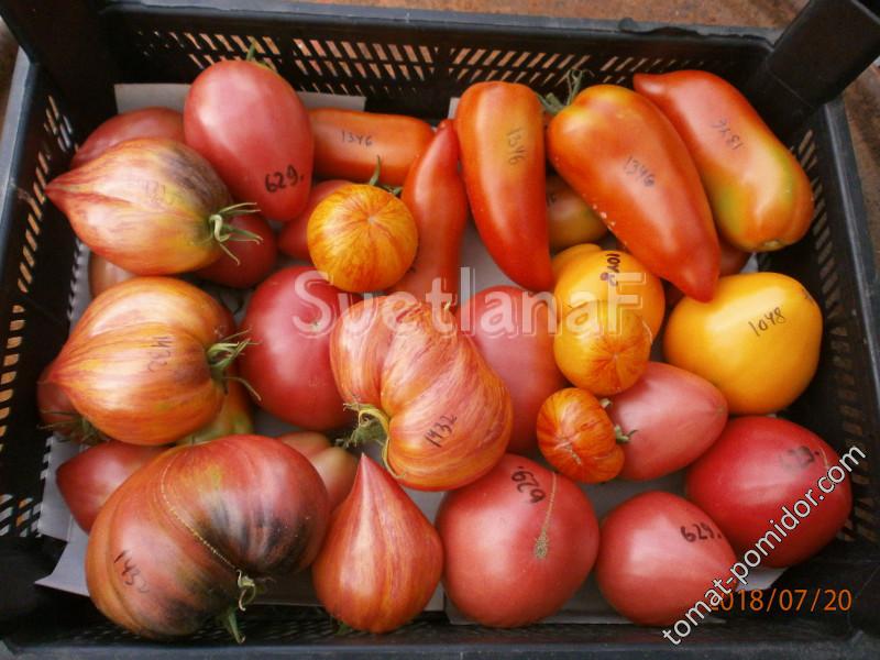 томаты 20-07-18