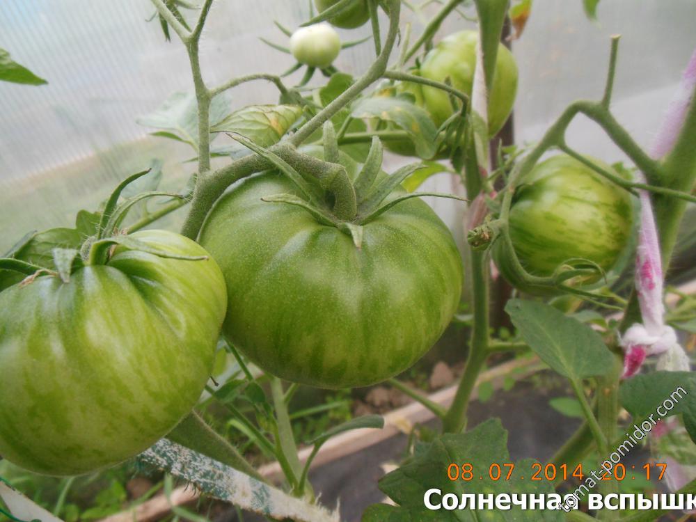 Солнечная вспышка (Solar Flare) - С — сорта томатов - tomat-pomidor.com -  отзывы на форуме | каталог