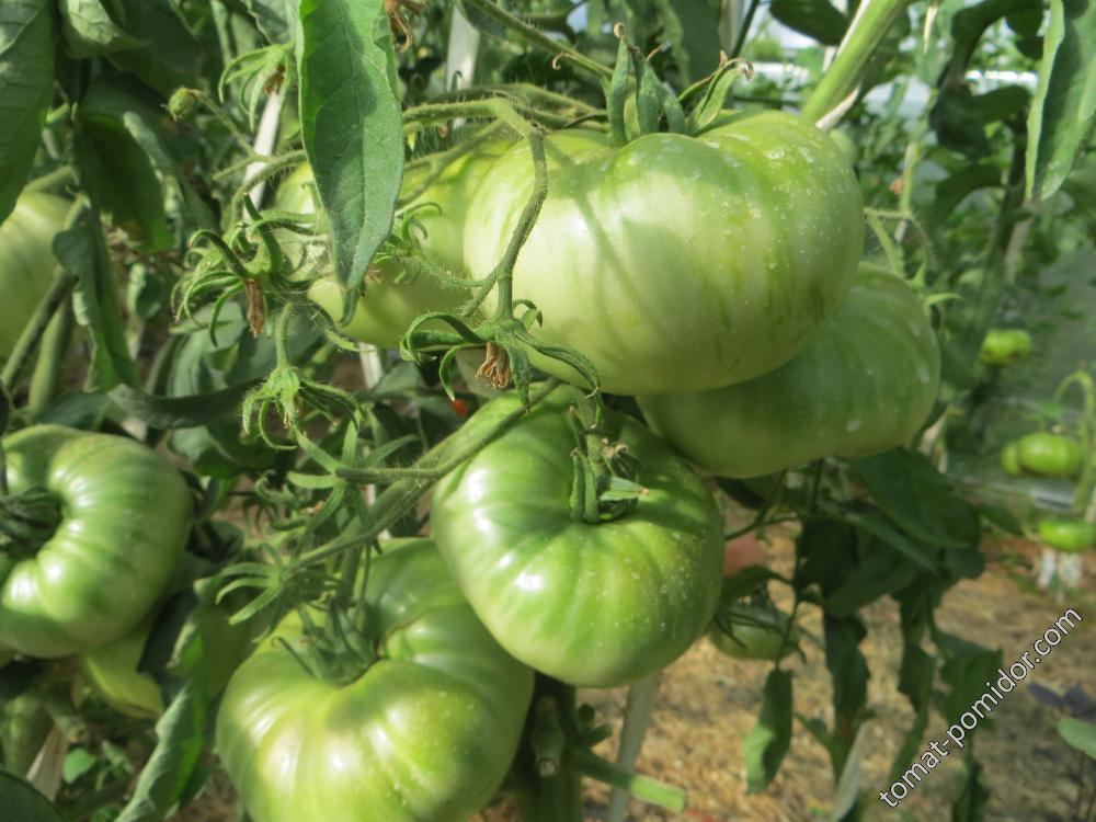 Великий воин - В — сорта томатов - tomat-pomidor.com - отзывы на форуме