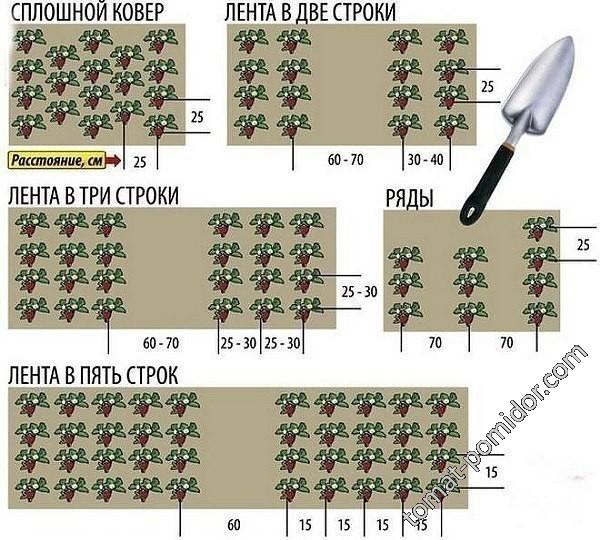 Схемы посадки клубники