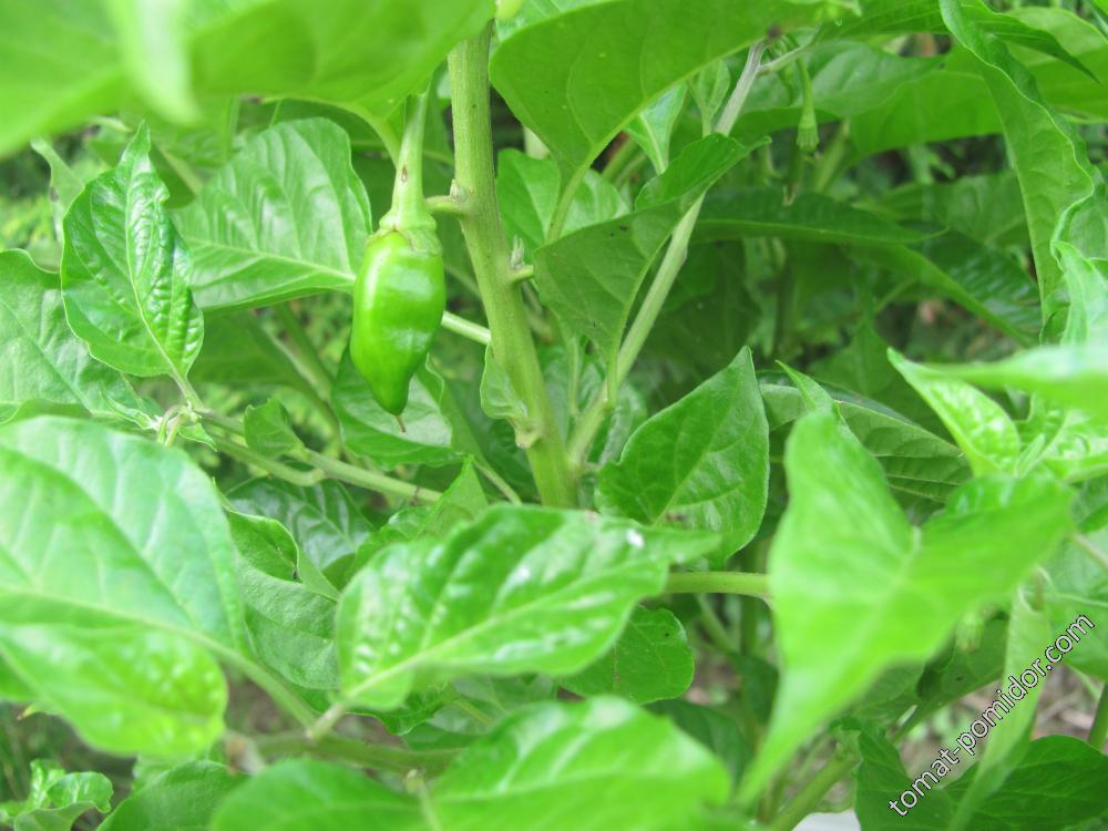 Trinidad scorpion green