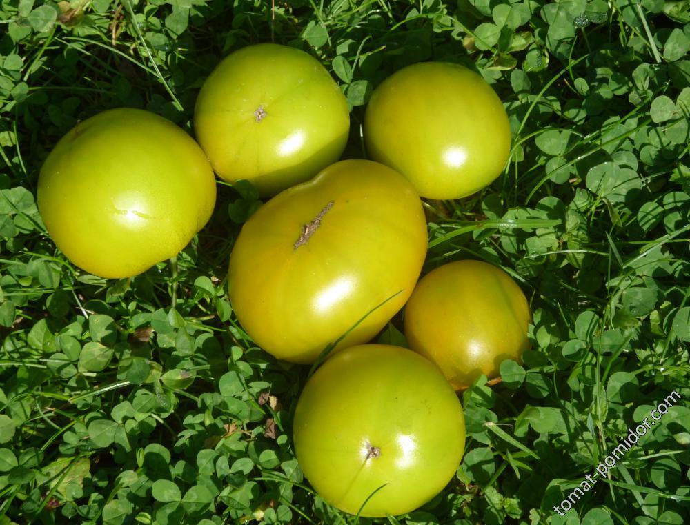 Lime Green Salad