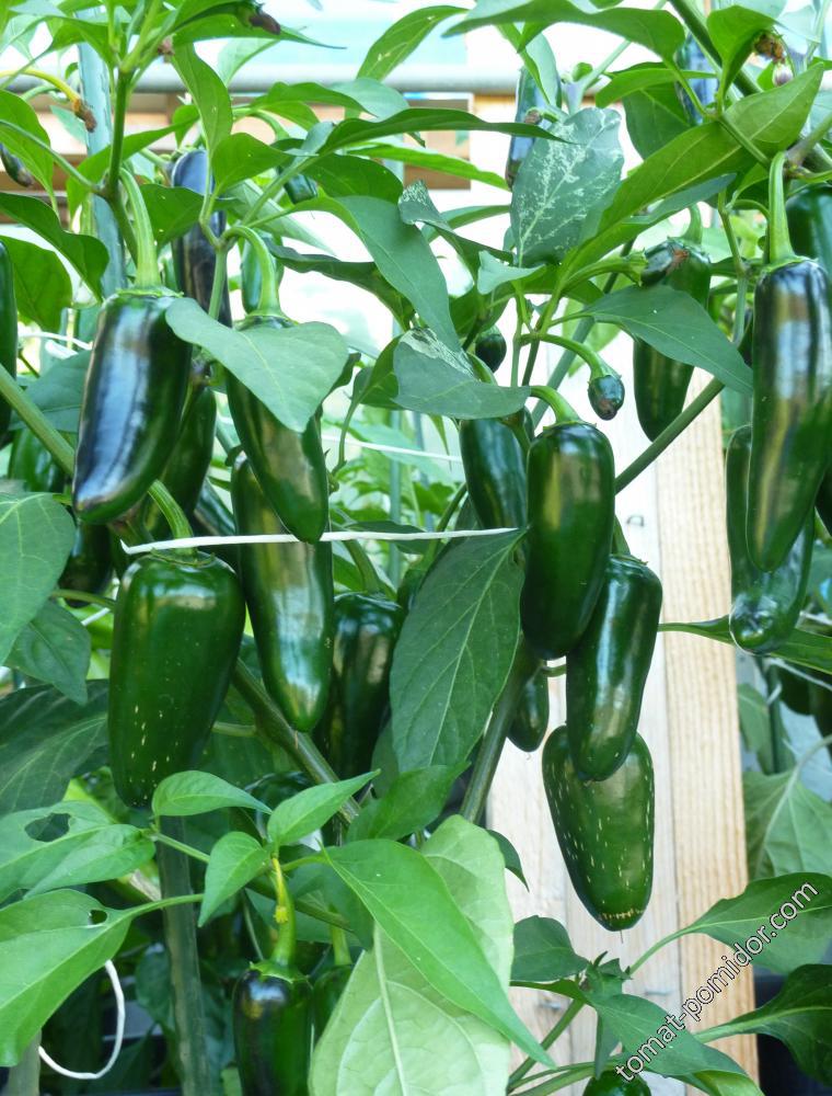 Jalapeno Coyame