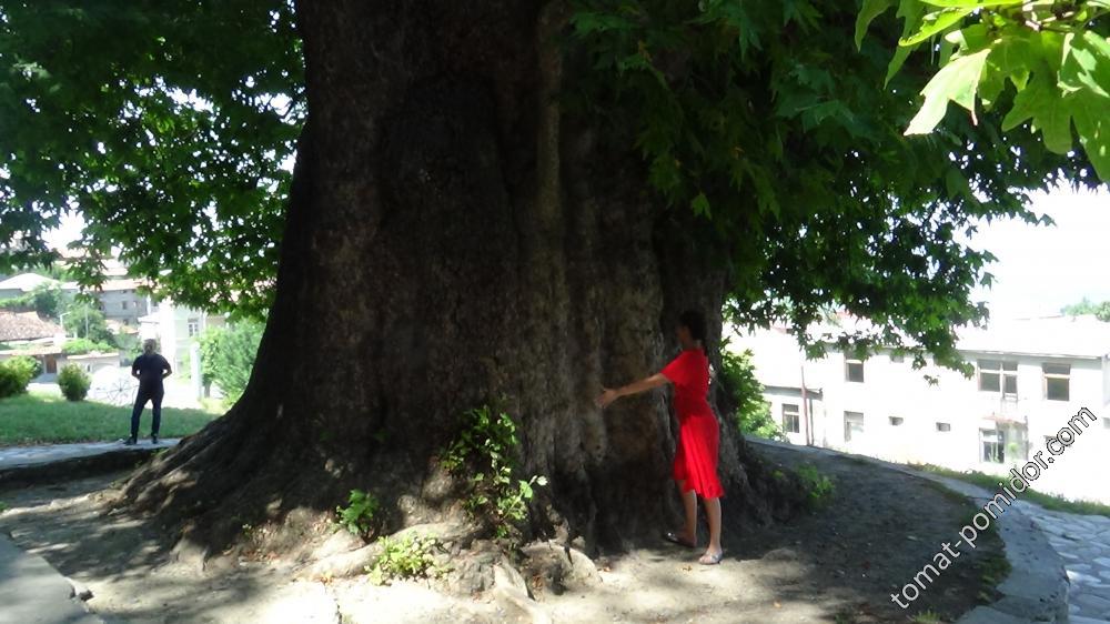 Платан в Телави — самое старое дерево в Грузии