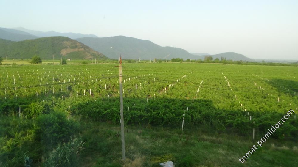 виноградники в Алазанской долине