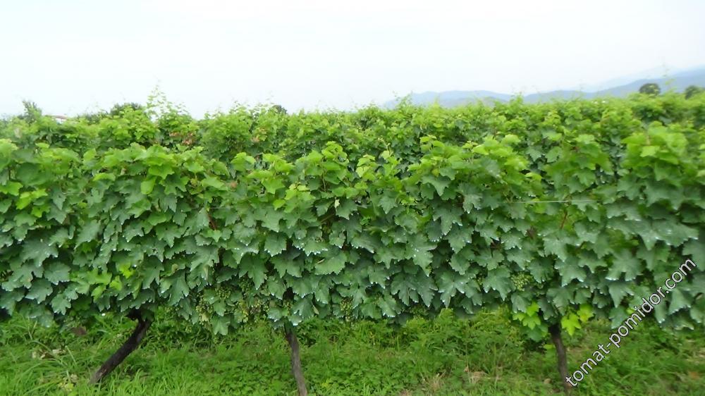 виноградники в Алазанской долине