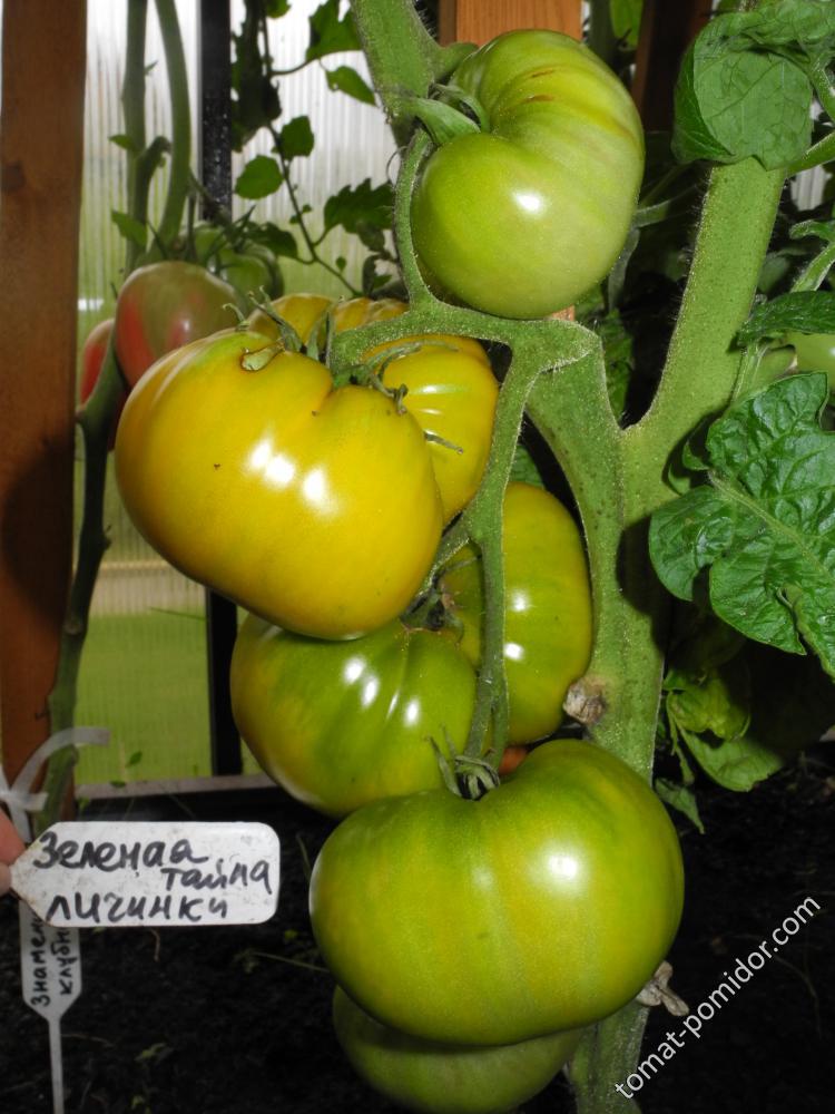 Зеленая тайна личинки (Зеленая тайна мистера Граба)(Grubs mystery green)