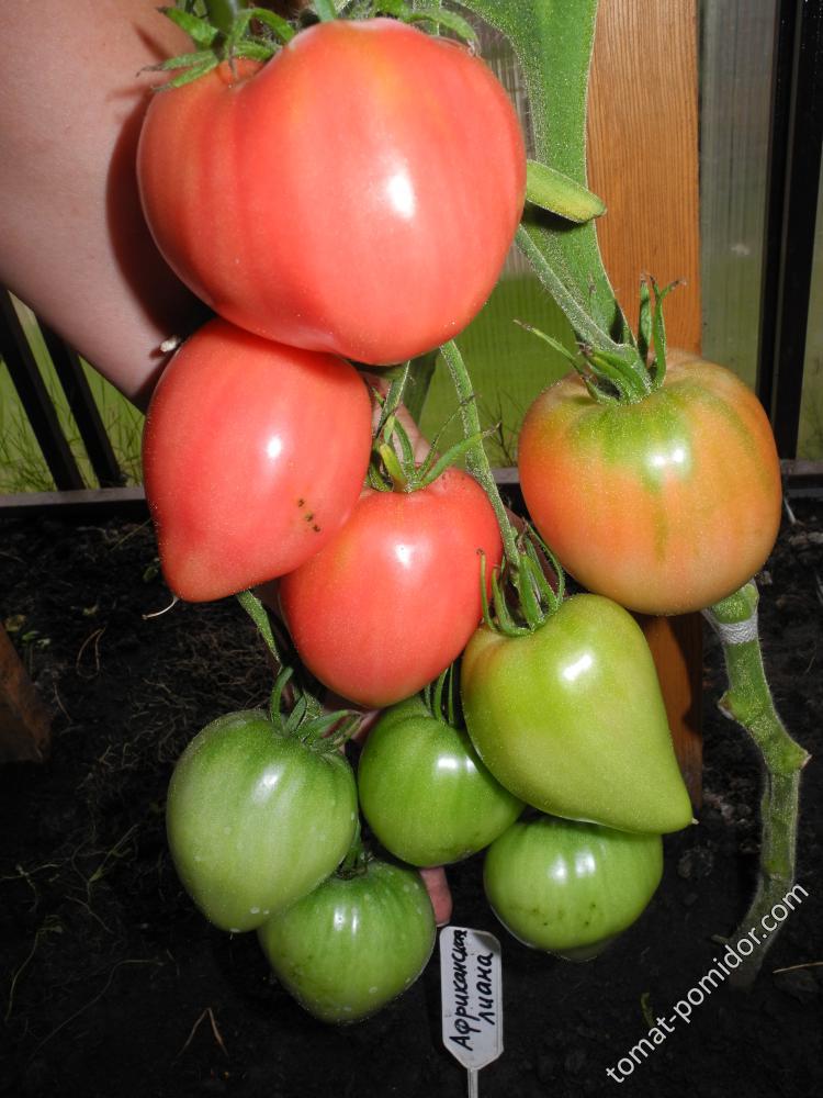 Африканская лиана (African Vining )