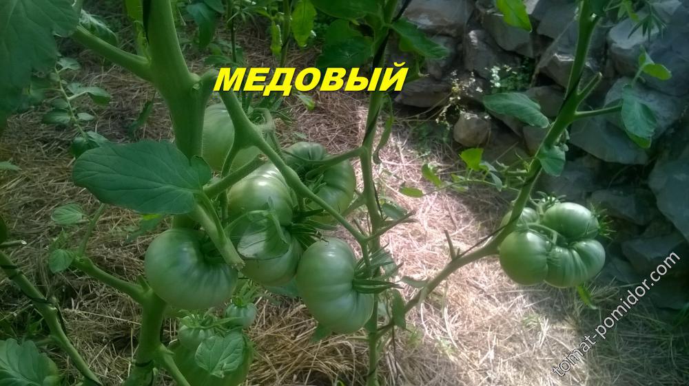 МЕДОВЫЙ