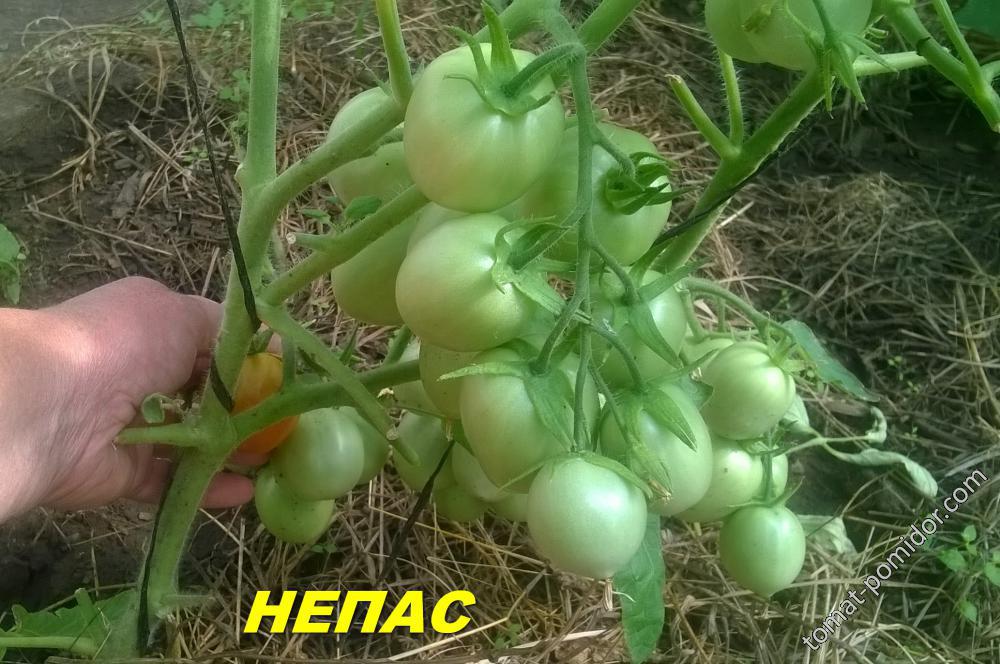 НЕПАС