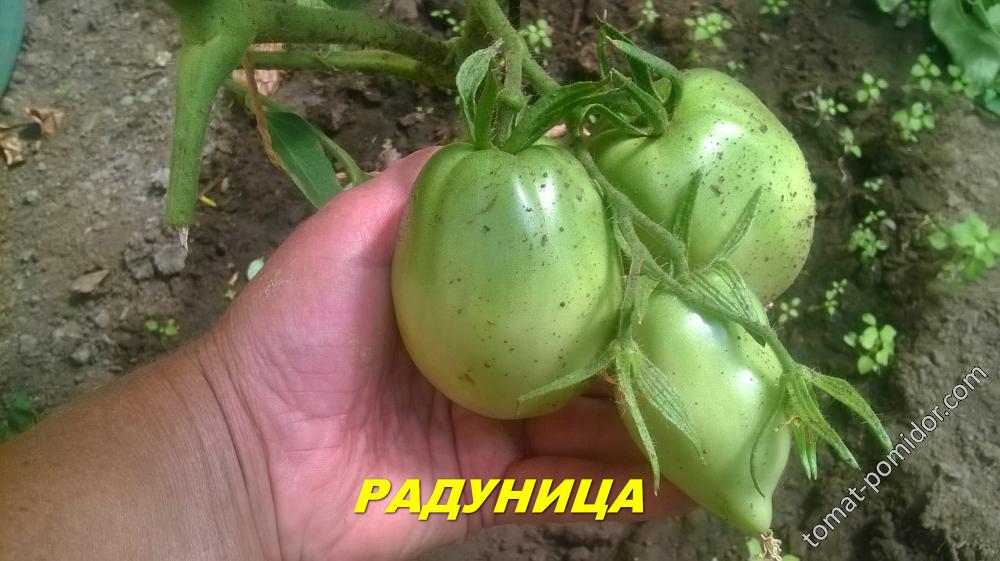 РАДУНИЦА