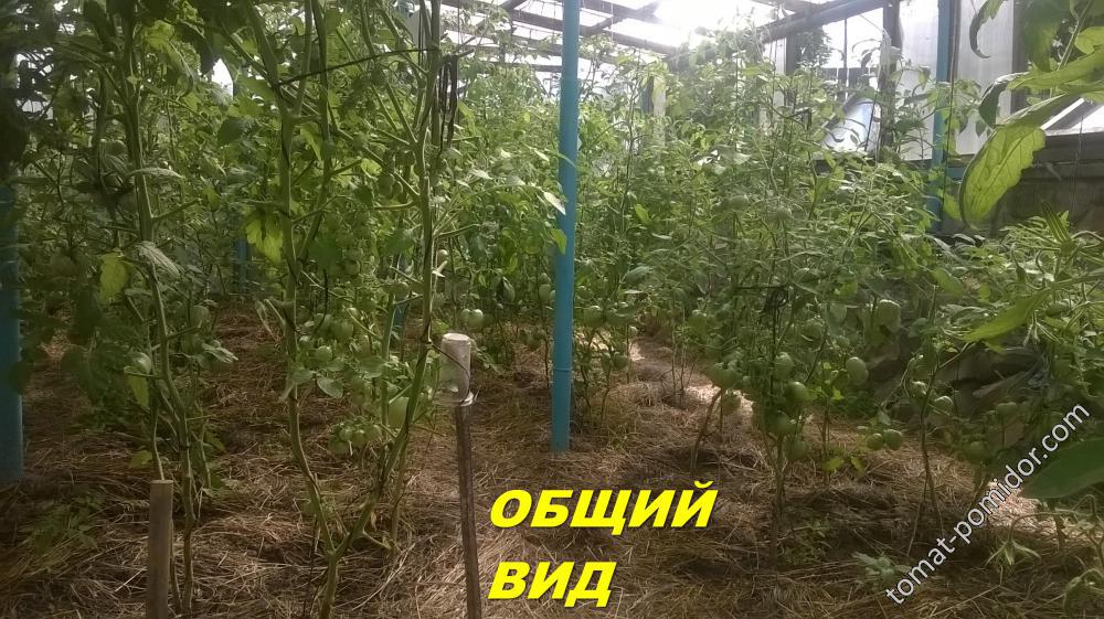 ОБЩИЙ ВИД