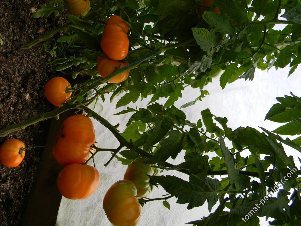 Амана Орандж (Amana orange, США), семена изначально от Редько