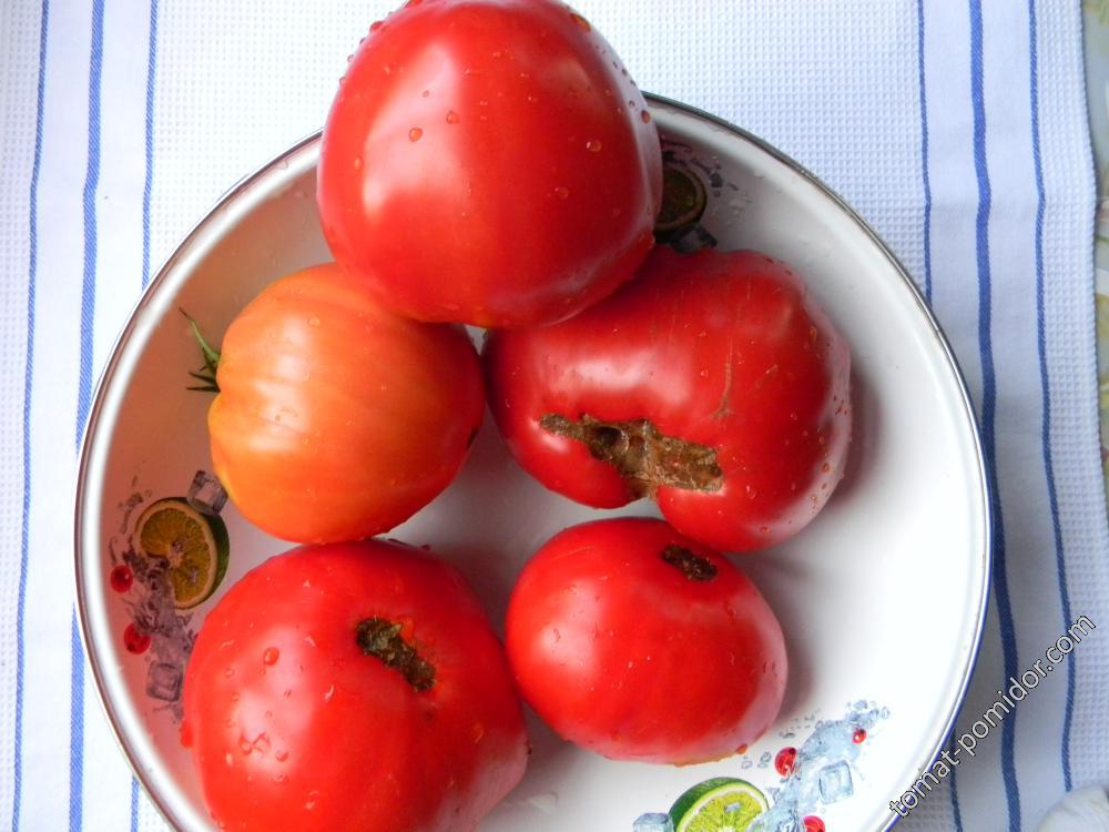 Шары Минусинские Красные, семена от Ангелины.средний плод 600гр.