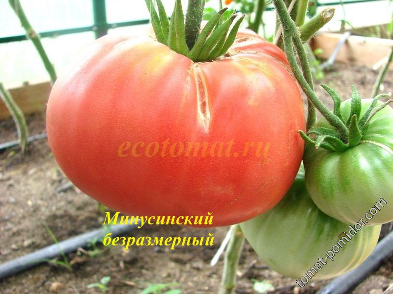 Минусинский безразмерный