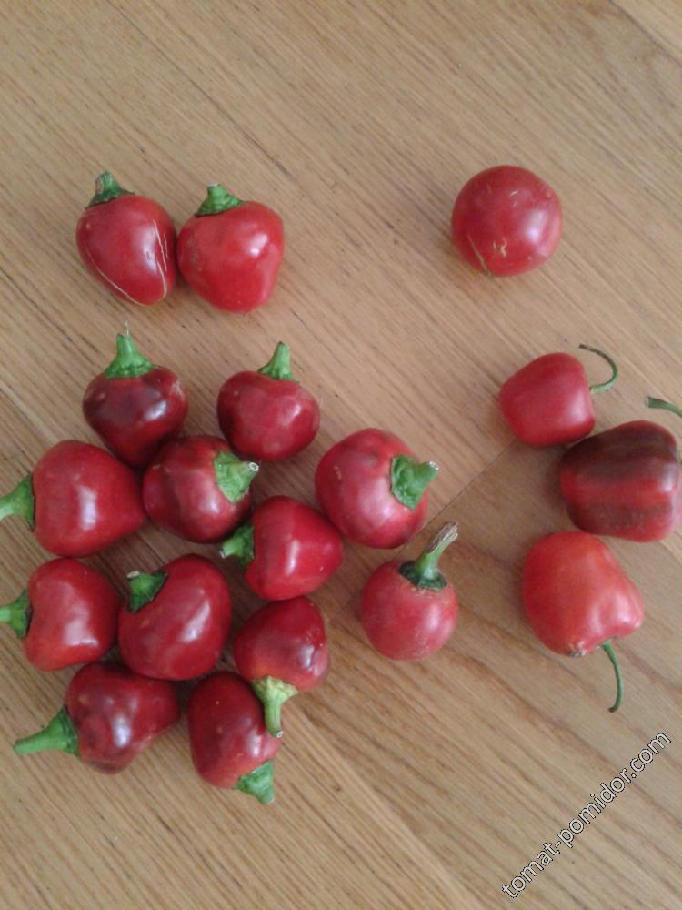 Bola(?), devils lambsheart, large red cherry и рокотошки