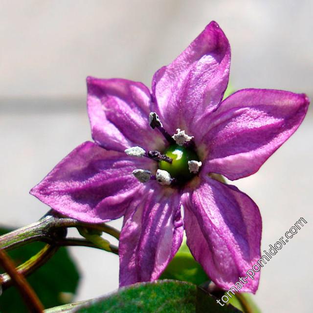 purple serrano (фотография с сайта GoodRoot)