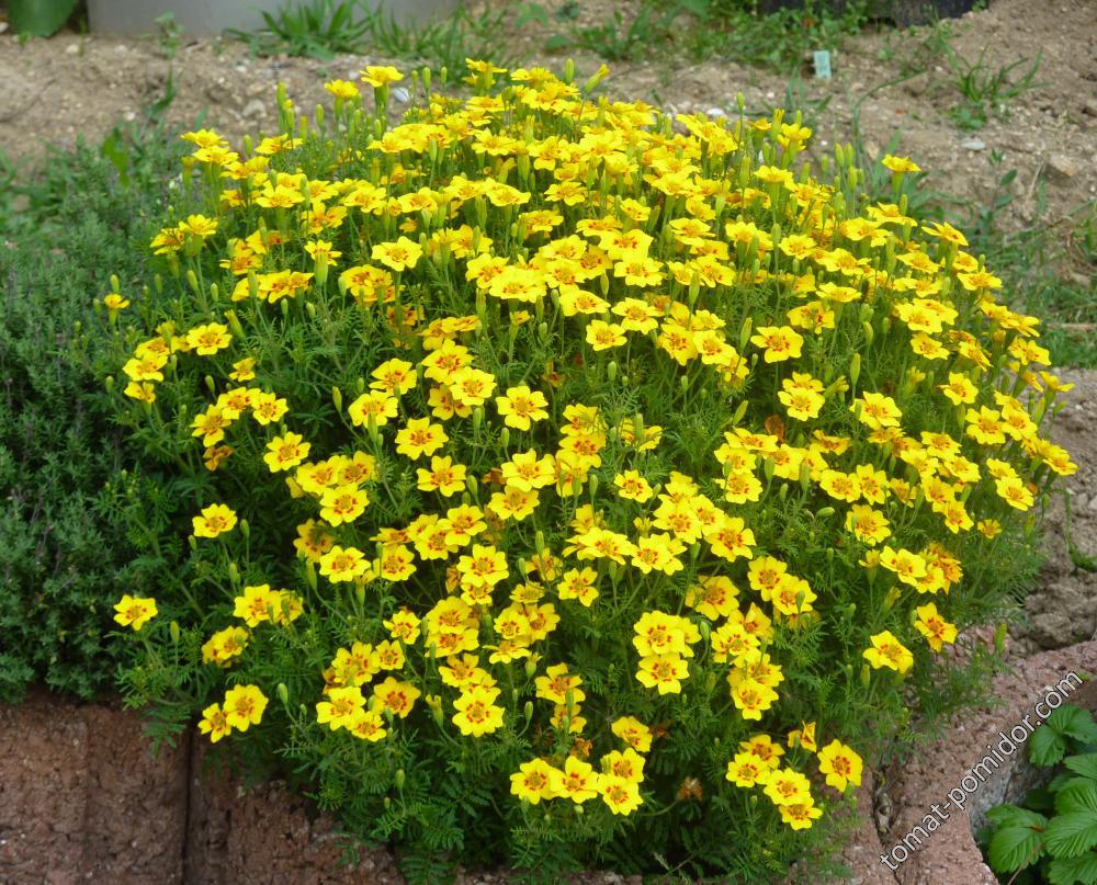 Tagetes tenuifolia 'Lemon Star'- пряная специя