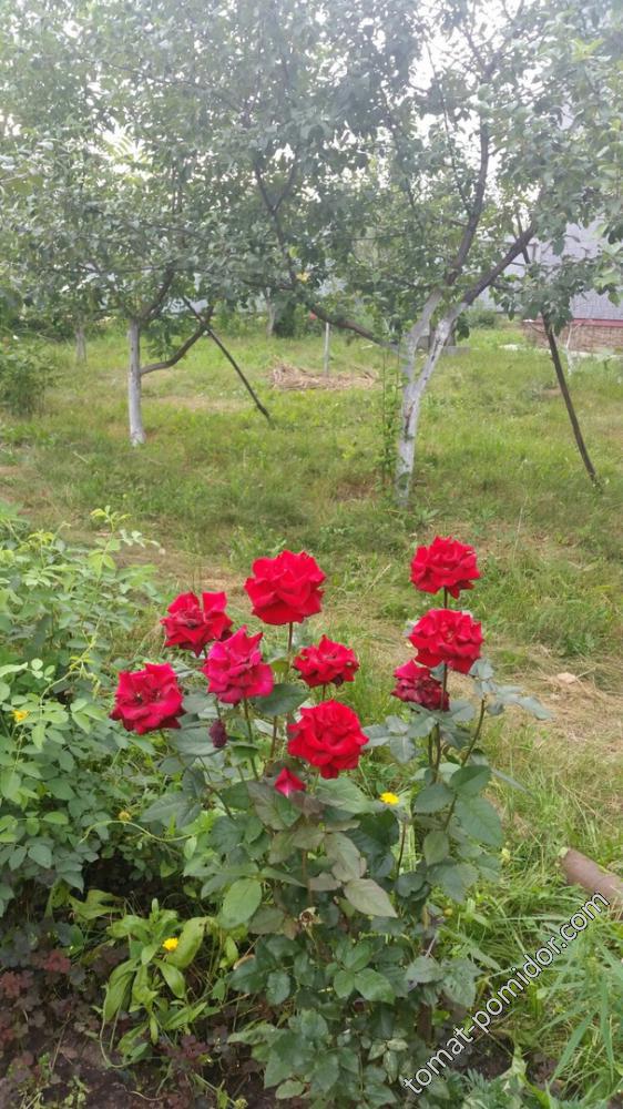 розы