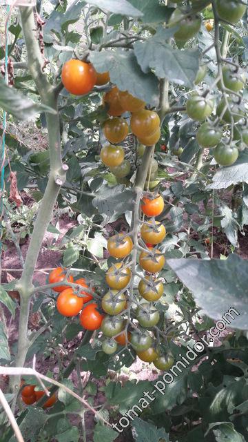 Новый урожай томатов Черрикира