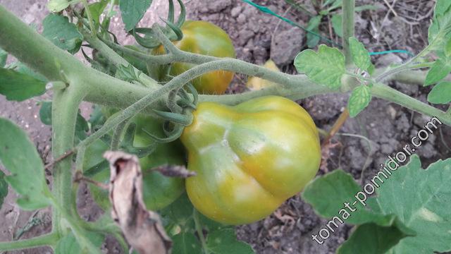 Новый урожай томатов Перуанский мешочек