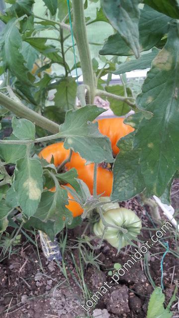 Новый урожай томатов Оранжеваяплоская клубника