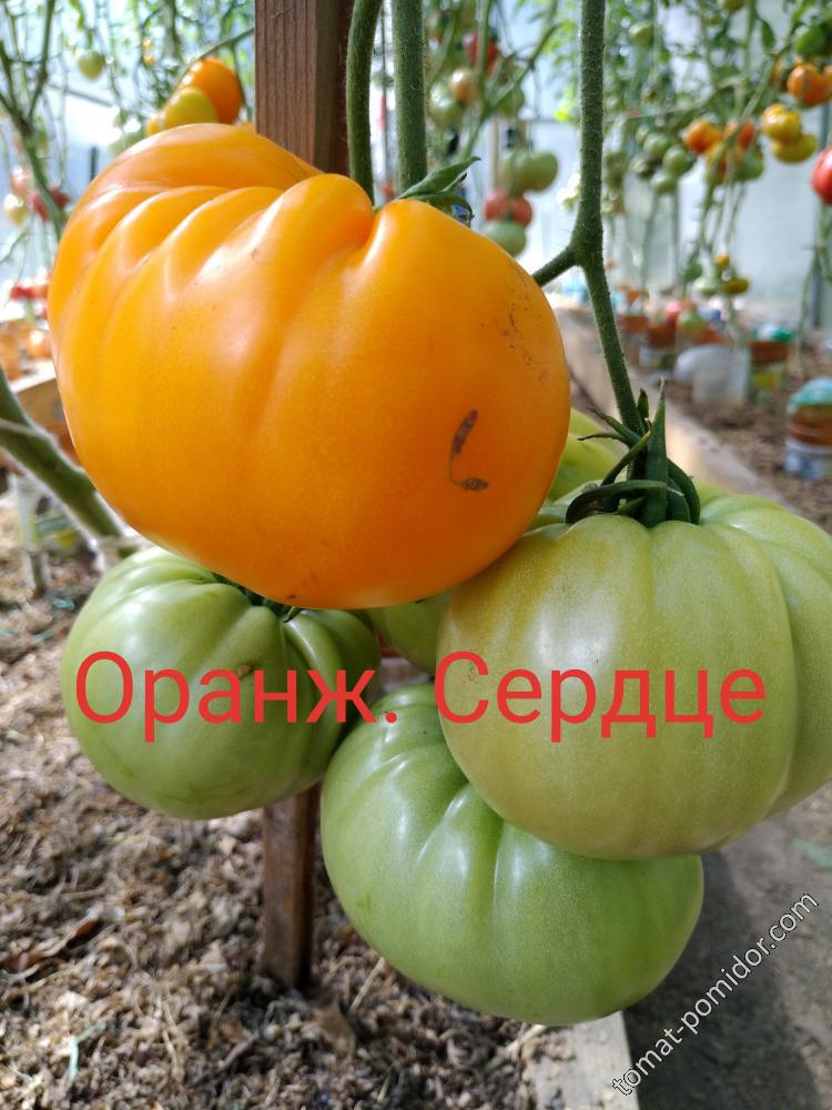 Оранжевое Сердце