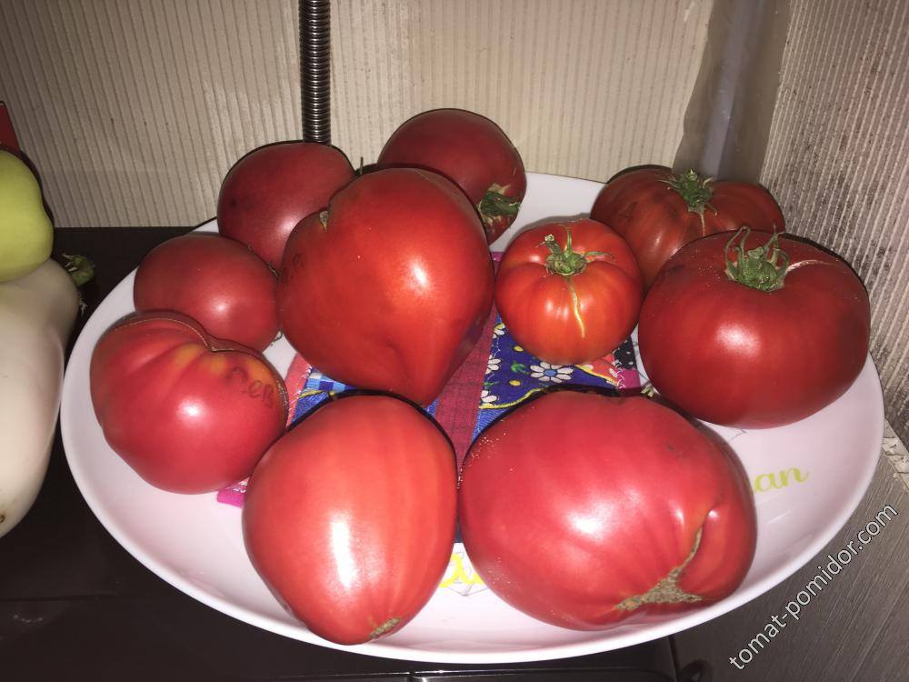 Семенные помидорки 1