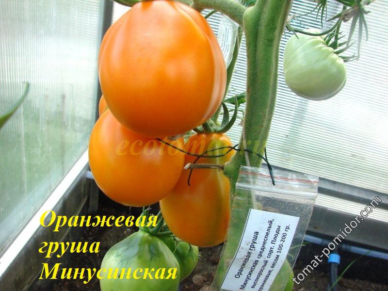 Оранжевая груша Минусинская