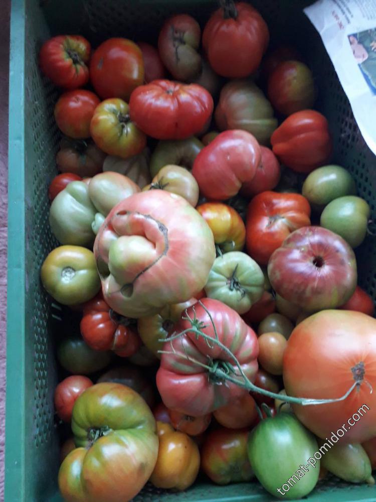 сегодняшняя уборка томатовв теплице